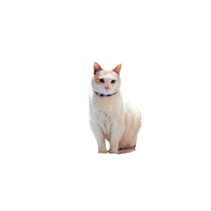 A Charming White Cat Sits Among Books In A Warm, Inviting Library. 17890 - Cat PNG image with transparent background